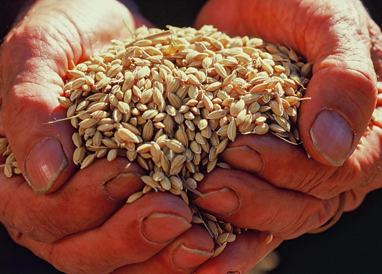 久留女木の棚田サポーター募集