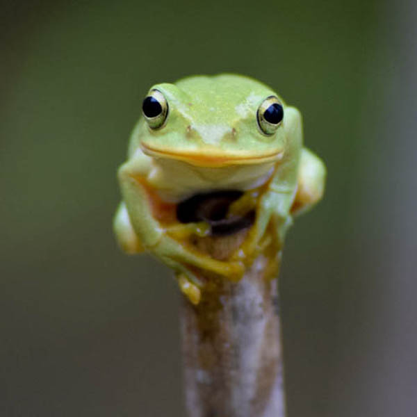 久留女木の生き物図鑑